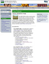 Screenshot of pilot program website